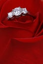 Diamond ring in red rose Royalty Free Stock Photo