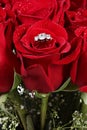Diamond ring in a rose Royalty Free Stock Photo