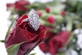 Diamond ring rose. Royalty Free Stock Photo