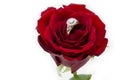 Diamond ring in a Rose Royalty Free Stock Photo
