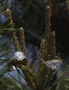 Diamond rings set on pine tree Royalty Free Stock Photo