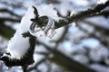 Diamond rings in winter scene Royalty Free Stock Photo