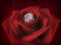 Diamond on a Rose Flower on background of beautiful red rose petals Royalty Free Stock Photo