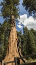 Diamond Sequoia, the tallest tree in the world in Sequoia National Forest, California