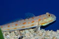 Diamond Sleeper Goby Royalty Free Stock Photo