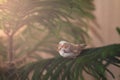 Diamond sparrow Finches bird perching on pine branch