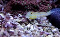 Diamond Watchman Goby - Valenciennea puellaris Royalty Free Stock Photo