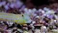 Diamond Watchman Goby - Valenciennea puellaris