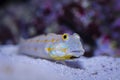 Diamond Watchman Goby