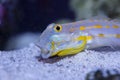 Diamond Watchman Goby with open mouth Royalty Free Stock Photo