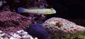 Diamond Watchman Goby - Valenciennea puellaris Royalty Free Stock Photo