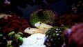 Diamond Watchman Goby - Valenciennea puellaris