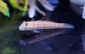 Diamond Watchman Goby Valenciennea puellaris