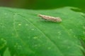 Diamondback Moth - Plutella xylostella Royalty Free Stock Photo