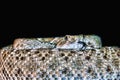 Diamondback Rattlesnake Flicking Tongue - Art, Digital Oil Painting