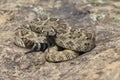 Diamondback rattlesnake poised to strike Royalty Free Stock Photo