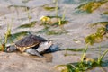 Diamondback Terrapin Royalty Free Stock Photo