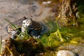 Diamondback Terrapin Royalty Free Stock Photo