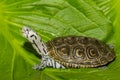 Diamondback Terrapin isolated on a green leaf. Royalty Free Stock Photo