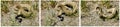 Diamondback Timber Rattlesnake Collage
