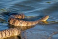 Diamondback Water Snake Royalty Free Stock Photo