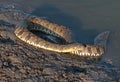 Diamondback Water Snake Royalty Free Stock Photo