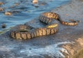 Diamondback Water Snake