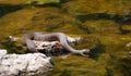 Diamondback Water Snake - Nerodia rhombifer