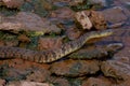 Diamondback watersnake Royalty Free Stock Photo