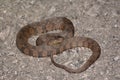 Diamondback Watersnake (Nerodia rhombifer) Royalty Free Stock Photo