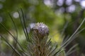 diamonds ring on a pine tree branch