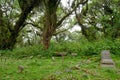 Dian Fossey's grave besides her most beloved gorillas known from the movie gorillas in the mist