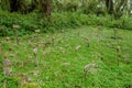 Dian Fossey's grave besides her most beloved gorillas known from the movie gorillas in the mist