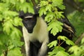 Diana Monkey