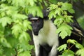 Diana Monkey