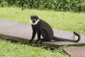 Diana Monkey Royalty Free Stock Photo