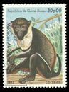 Diana Monkey