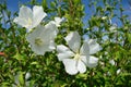 Diana Rose of Sharon White Flowers Hibiscus Syriacus Royalty Free Stock Photo