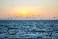 Dianchi sunrise seagull flying Royalty Free Stock Photo