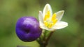 Close-up Dianella Ensifolia Purple Fruit and Flower