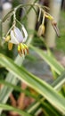 Dianella ensifolia is a flowering plant, from the Asphodelaceae family.