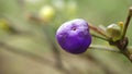 Dianella ensifolia fruit is an evergreen
