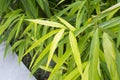 Dianella ensifolia plant