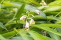 Dianella ensifolia plant