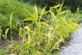 Dianella ensifolia plant