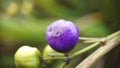 Dianella ensifolia purple fruit