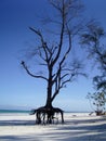 Diani Beach Genral View Royalty Free Stock Photo