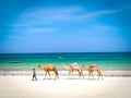 Diani beach, Kenya, FEBRUARY 24, 2020: A man leads three dromedaries along the beach where people can ride. In the