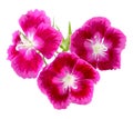 Dianthus