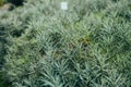 Dianthus alpine flower planted in a rockery garden. Rock garden plant close up. Royalty Free Stock Photo